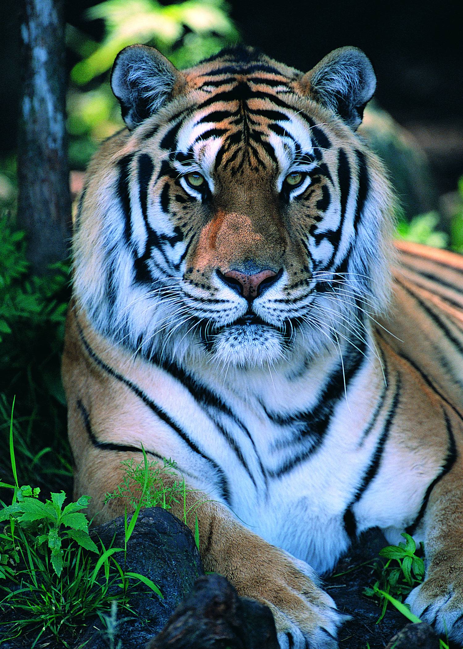 Detail Tiger Hd Wallpaper Nomer 36