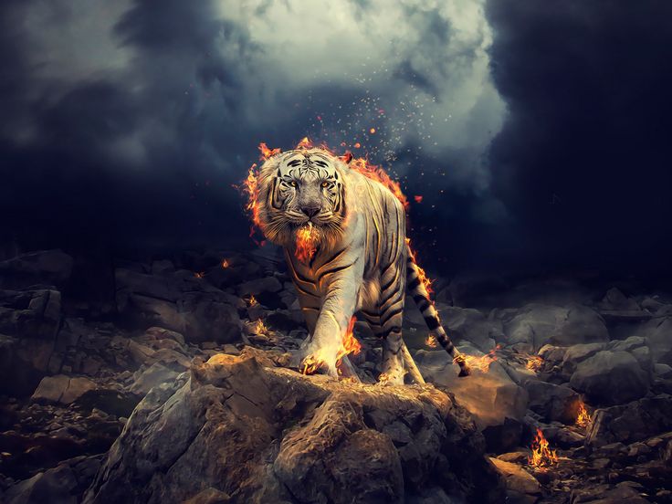 Detail Tiger Hd Wallpaper Nomer 40