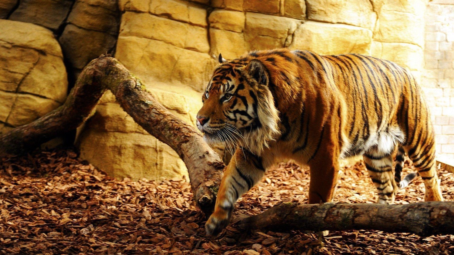 Detail Tiger Hd Wallpaper Nomer 43