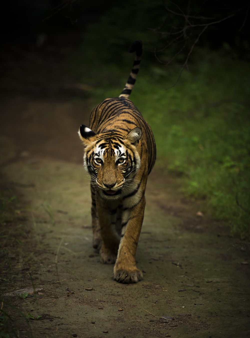 Detail Tiger Hd Wallpaper Nomer 6