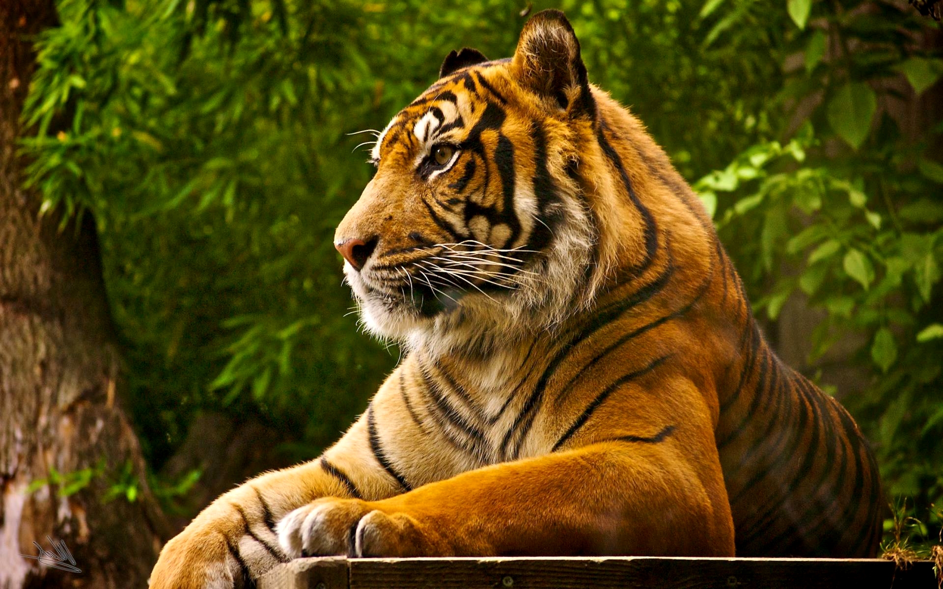 Detail Tiger Hd Wallpaper Nomer 46