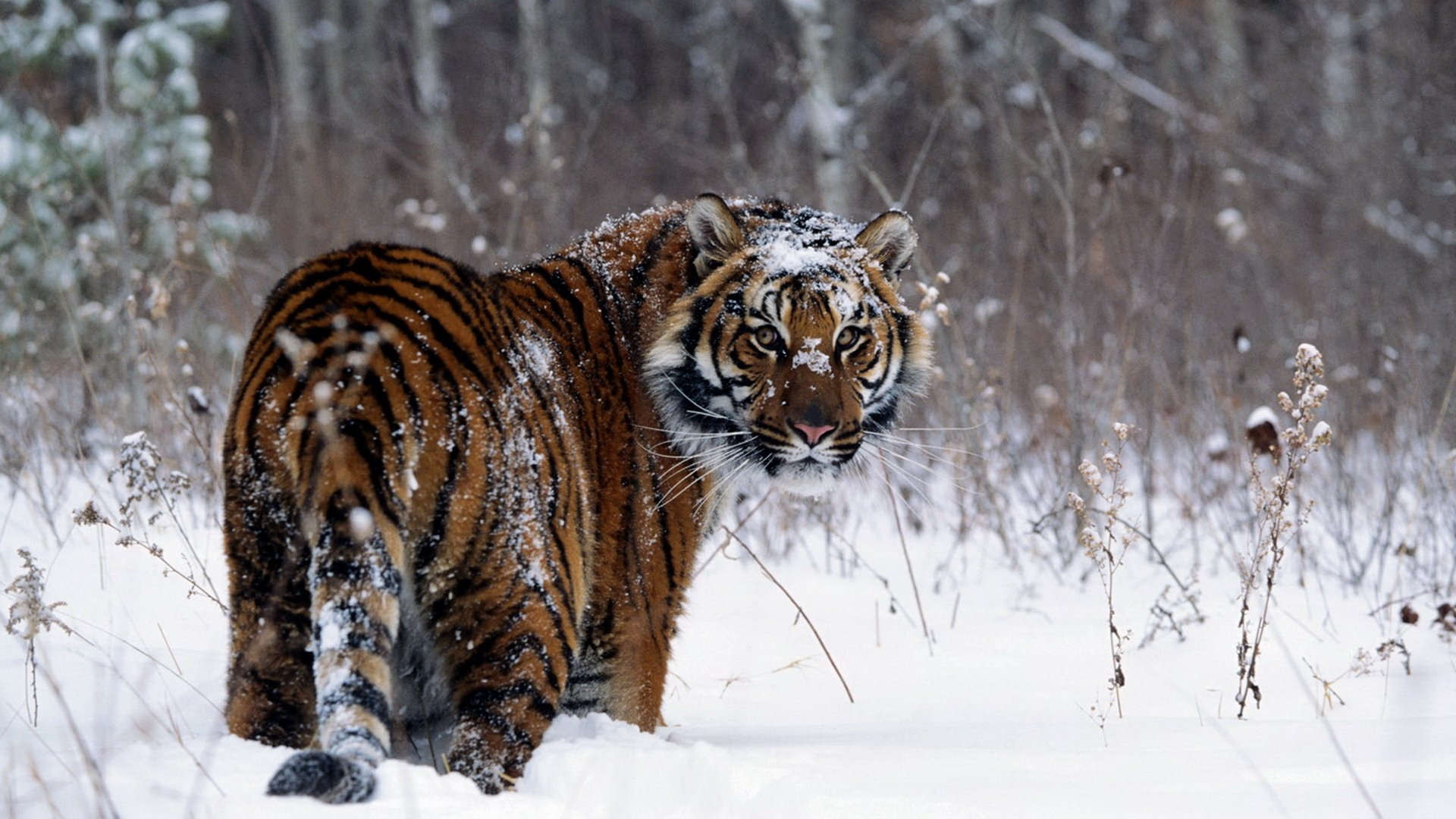 Detail Tiger Hd Wallpaper Nomer 47