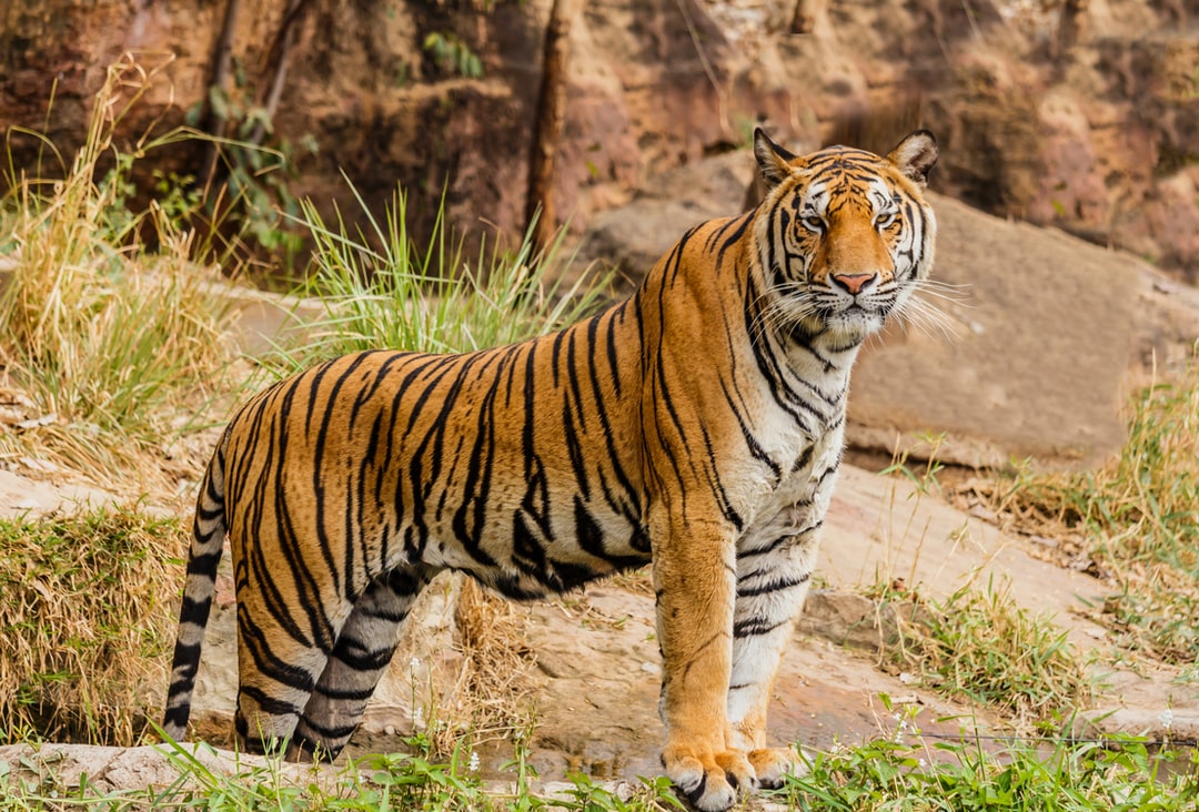 Detail Tiger Hd Wallpaper Nomer 49