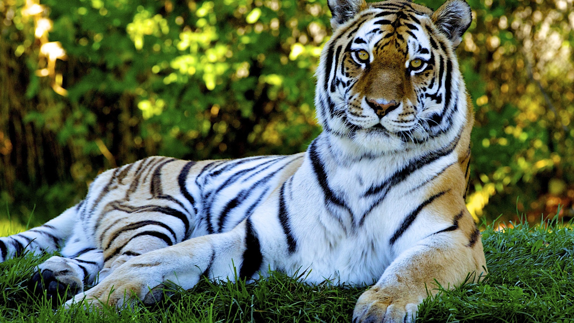 Detail Tiger Hd Wallpaper Nomer 53