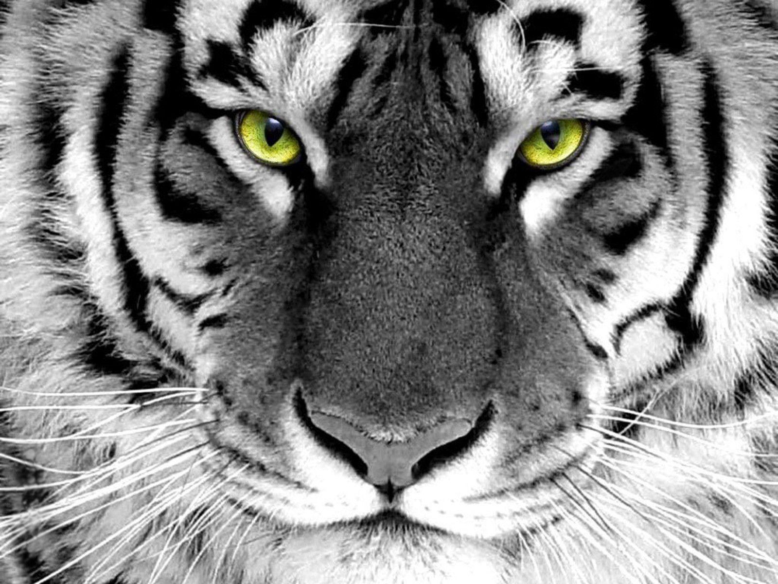 Detail Tiger Hd Wallpaper Nomer 8