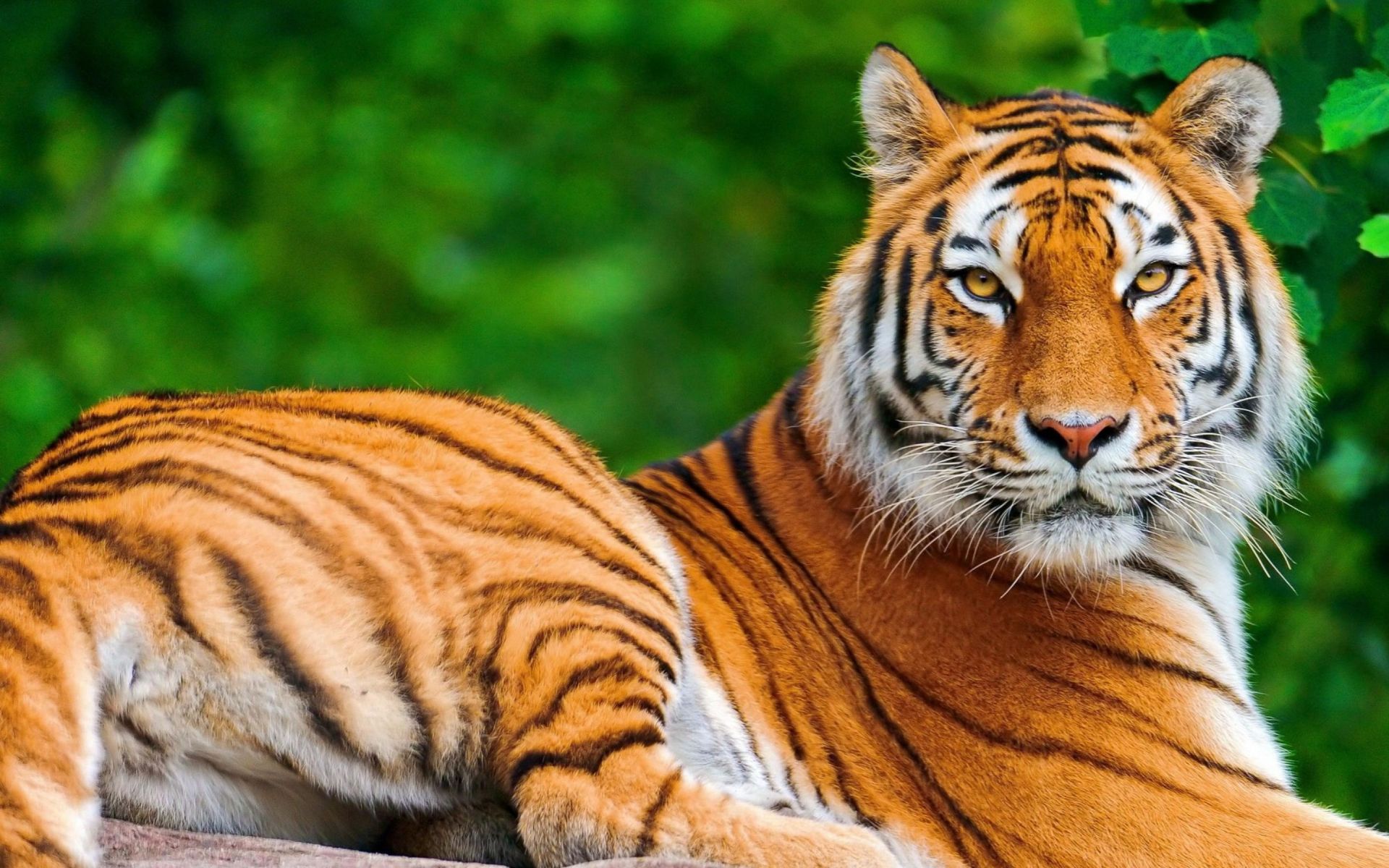 Detail Tiger Hd Wallpaper Nomer 9