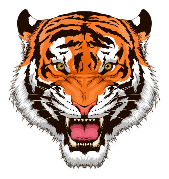 Detail Tiger Image Nomer 13