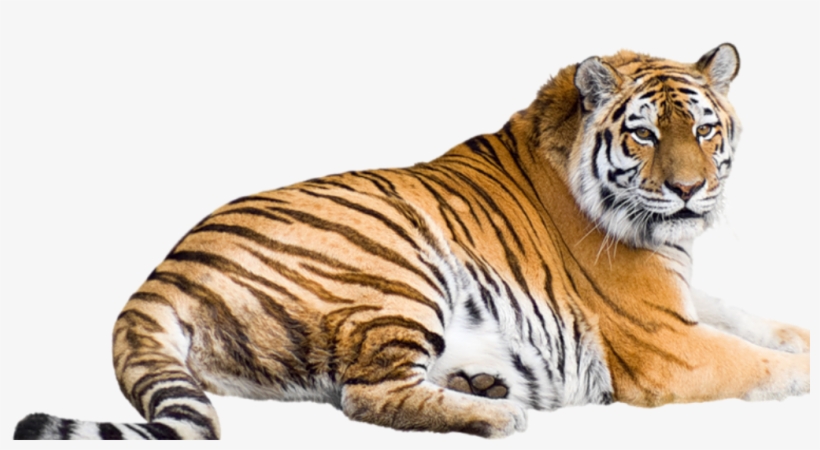 Detail Tiger Image Background Nomer 52