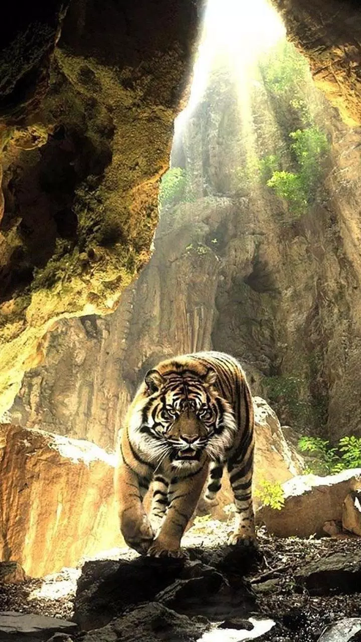 Detail Tiger Live Wallpaper Nomer 23