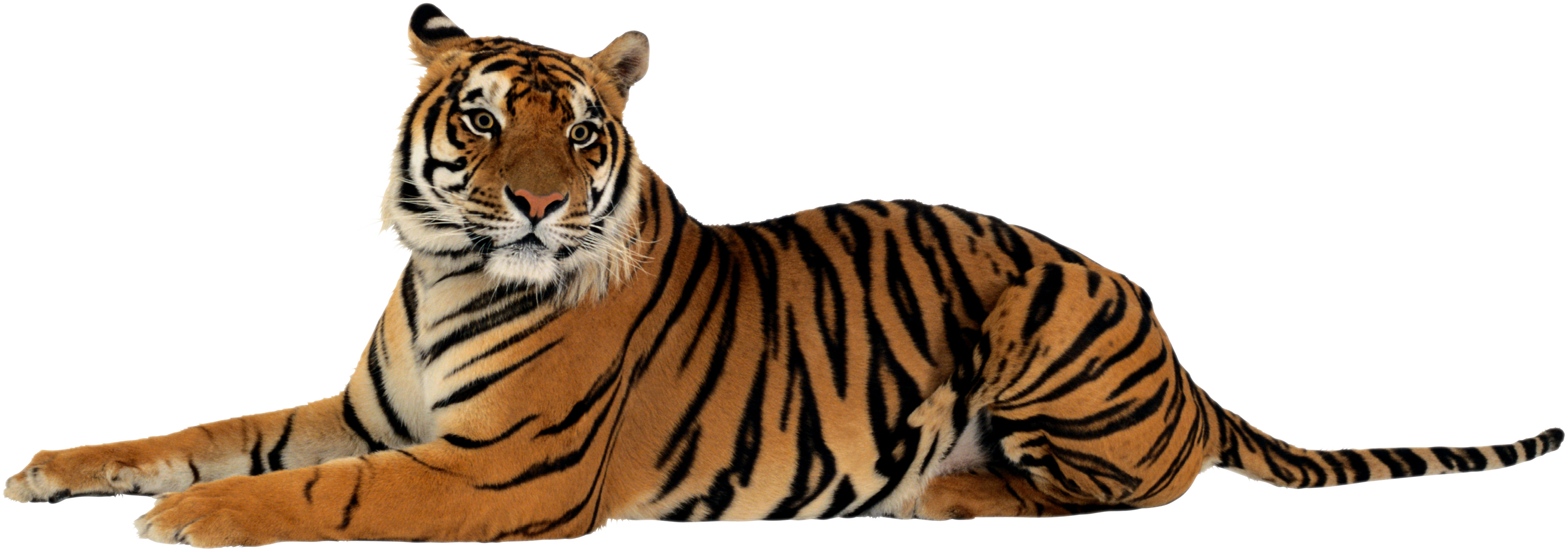 Tiger No Background - KibrisPDR