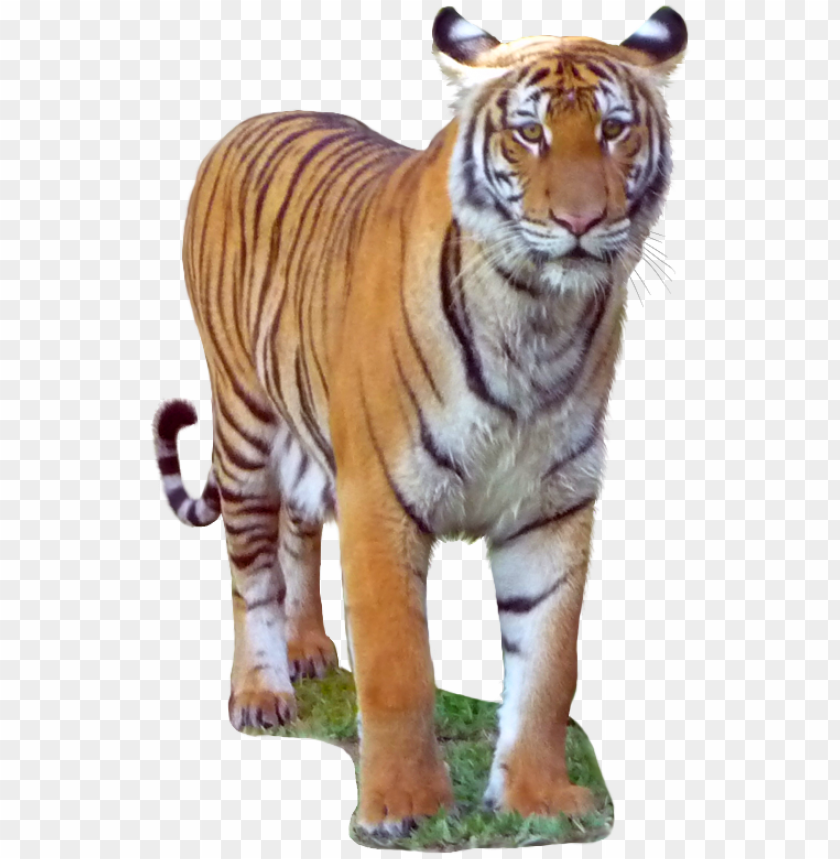 Detail Tiger No Background Nomer 20