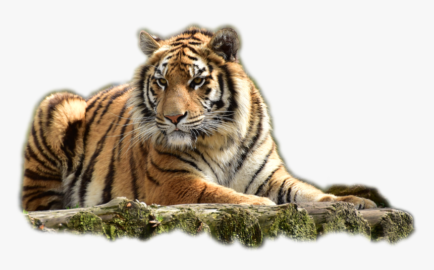 Detail Tiger No Background Nomer 26
