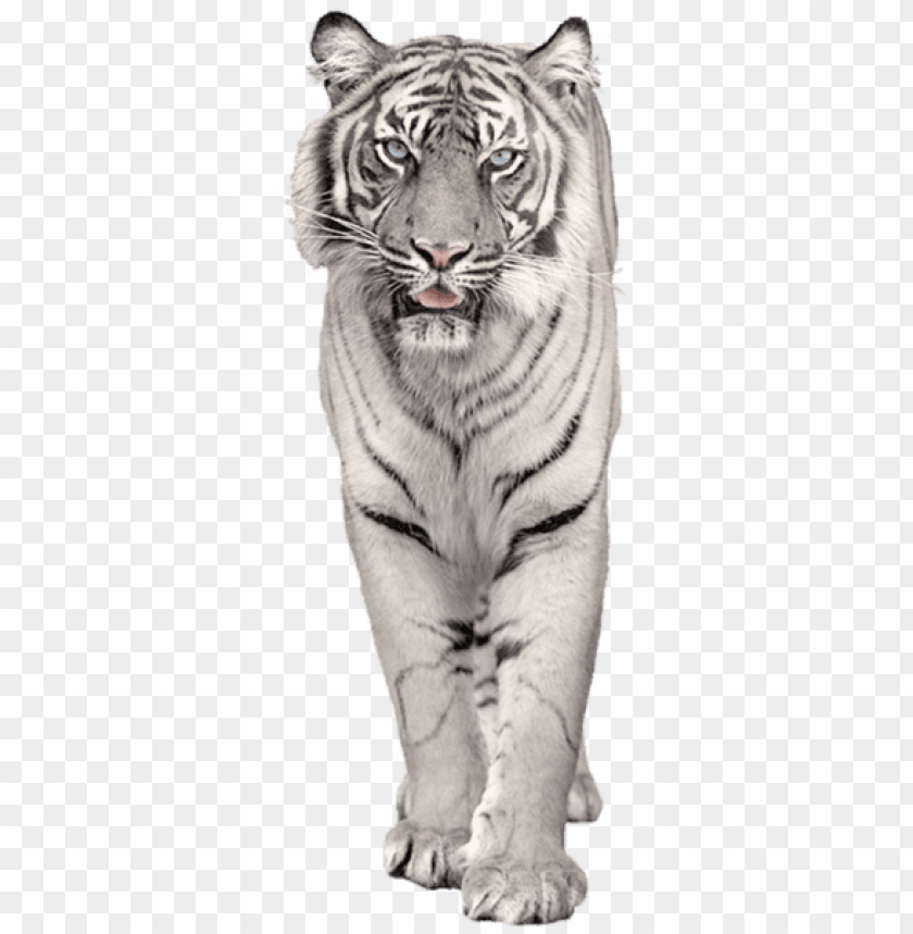 Detail Tiger No Background Nomer 36