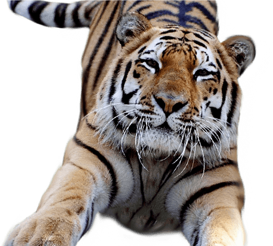 Detail Tiger No Background Nomer 40