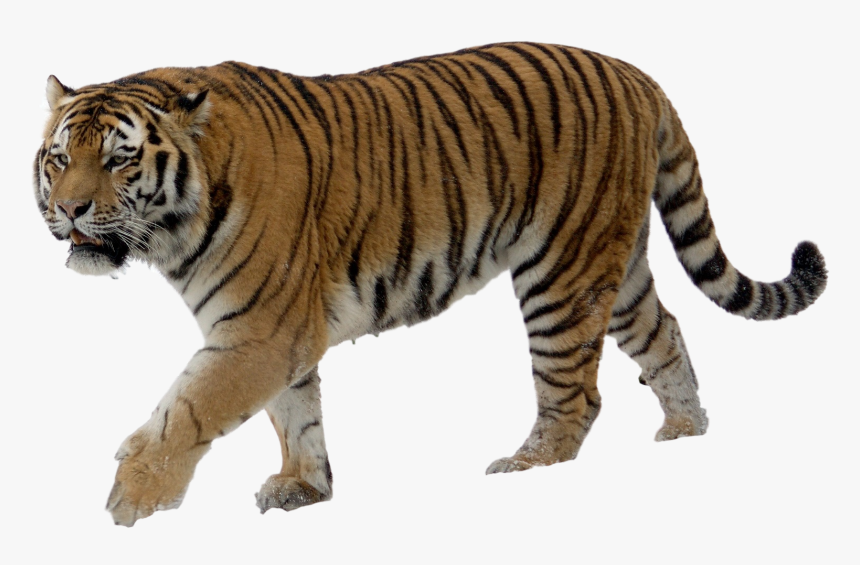 Detail Tiger No Background Nomer 5