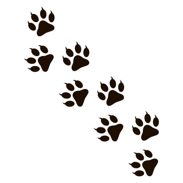 Detail Tiger Paw Print Clipart Nomer 2