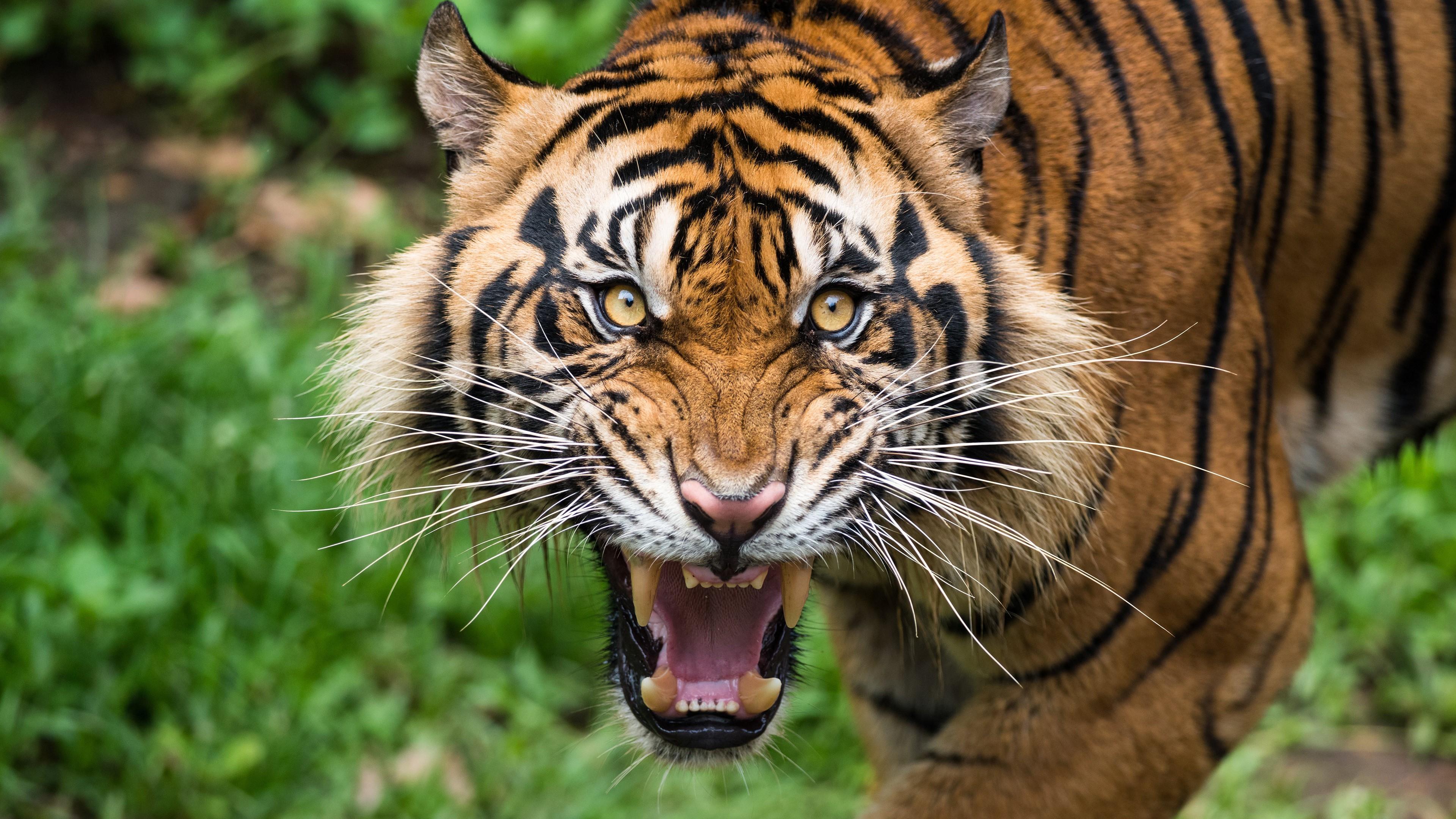 Detail Tiger Pic Download Nomer 21