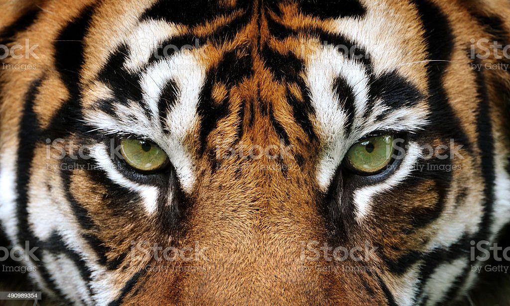 Detail Tiger Pic Download Nomer 37