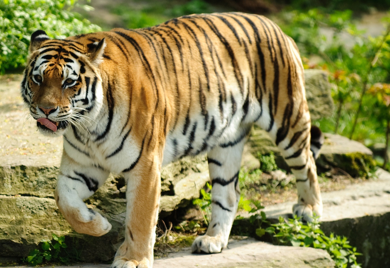 Detail Tiger Pictures To Download Nomer 12