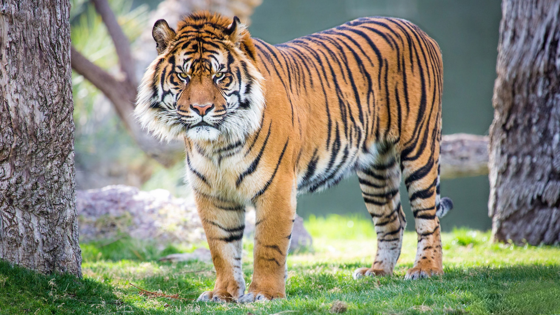 Detail Tiger Pictures To Download Nomer 13