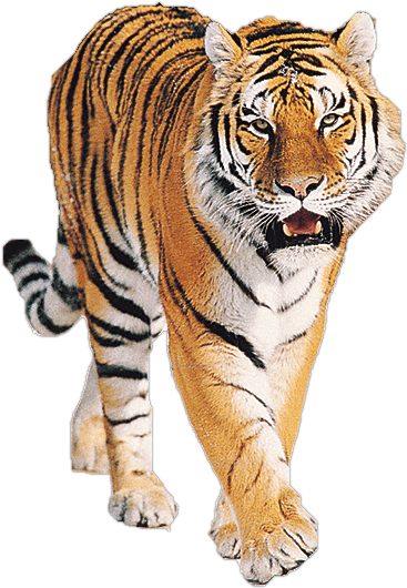 Detail Tiger Pictures To Download Nomer 14