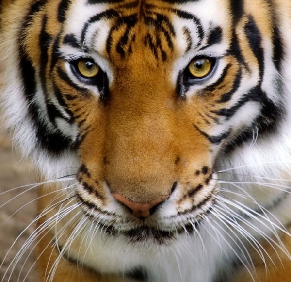 Detail Tiger Pictures To Download Nomer 18