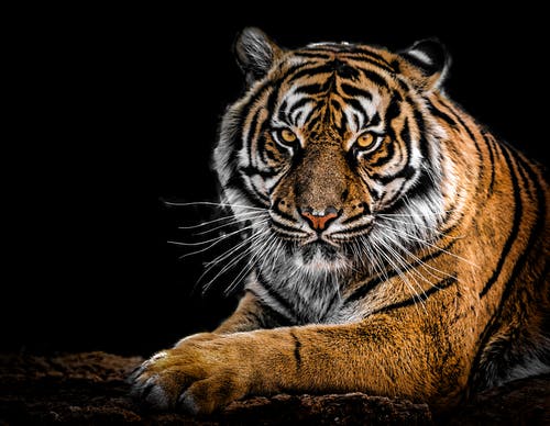 Detail Tiger Pictures To Download Nomer 19