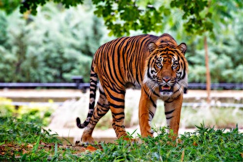 Detail Tiger Pictures To Download Nomer 29