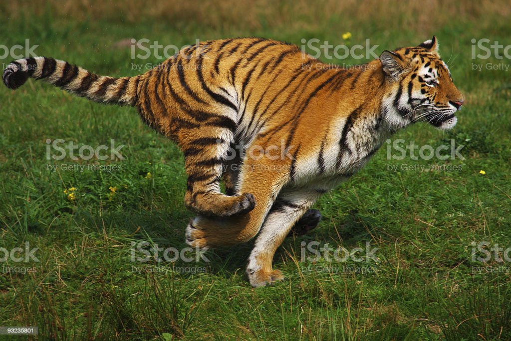 Detail Tiger Pictures To Download Nomer 34