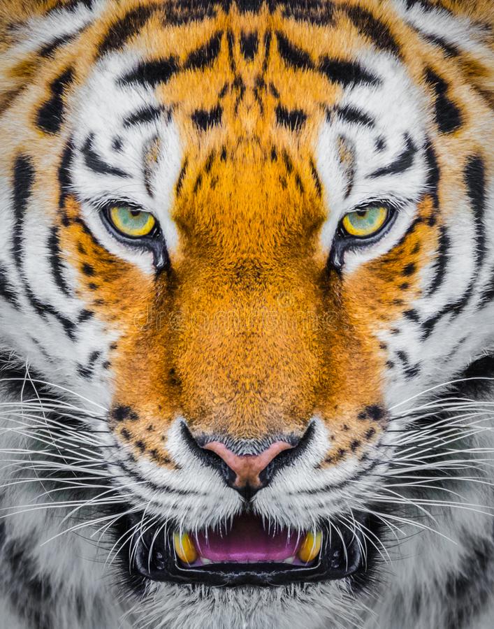 Detail Tiger Pictures To Download Nomer 38