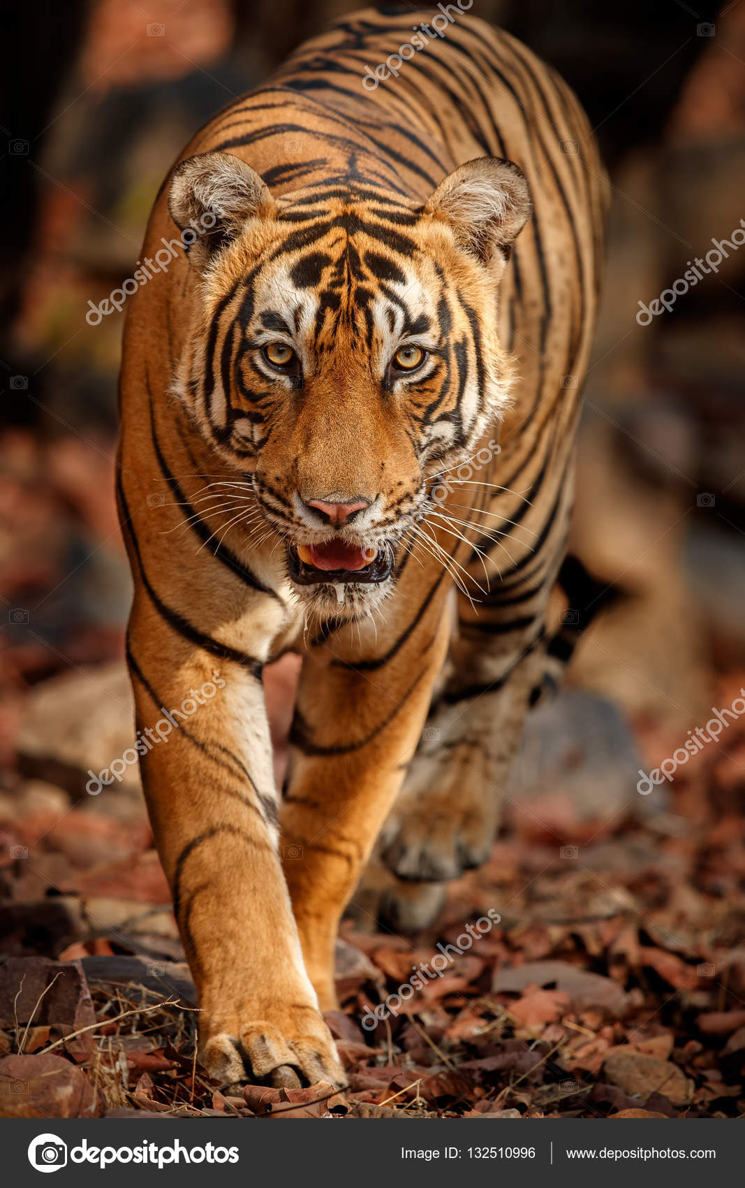 Detail Tiger Pictures To Download Nomer 40