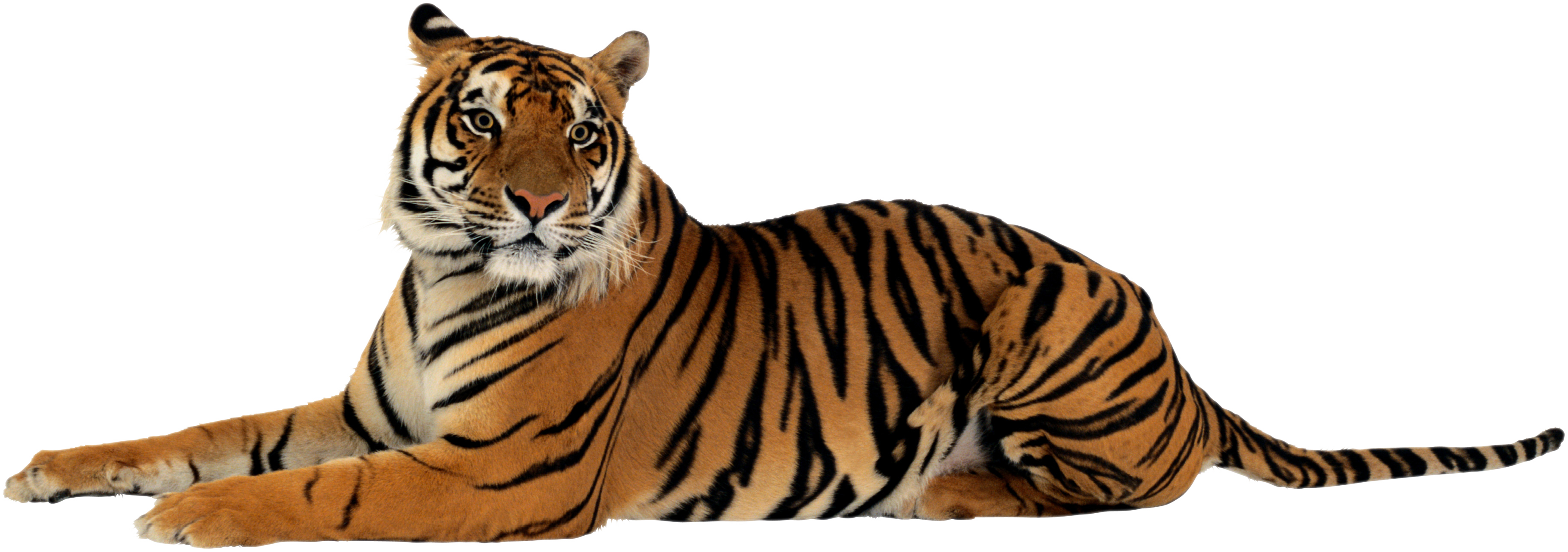 Detail Tiger Png Nomer 2