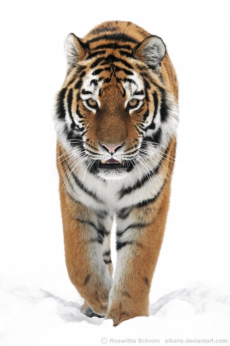 Detail Tiger Png Images Nomer 36