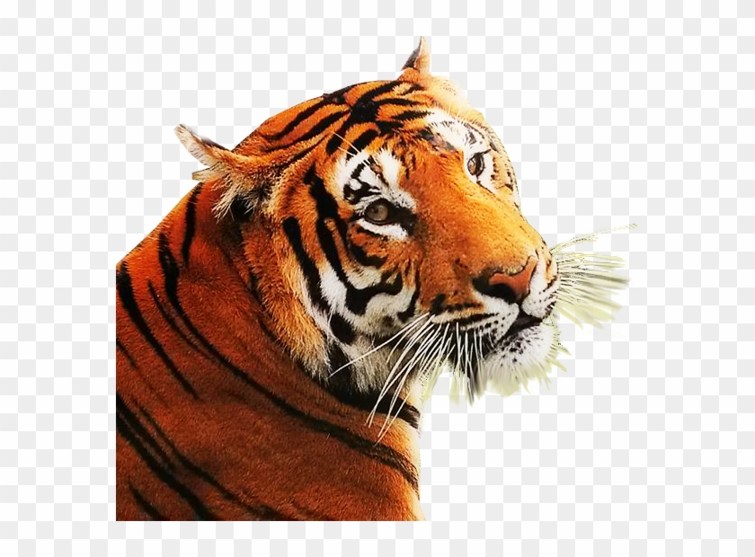 Detail Tiger Png Images Nomer 40
