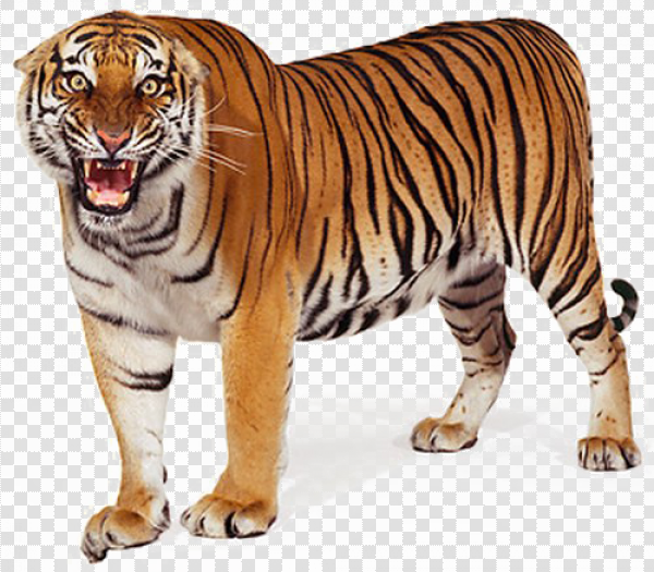 Detail Tiger Png Images Nomer 5