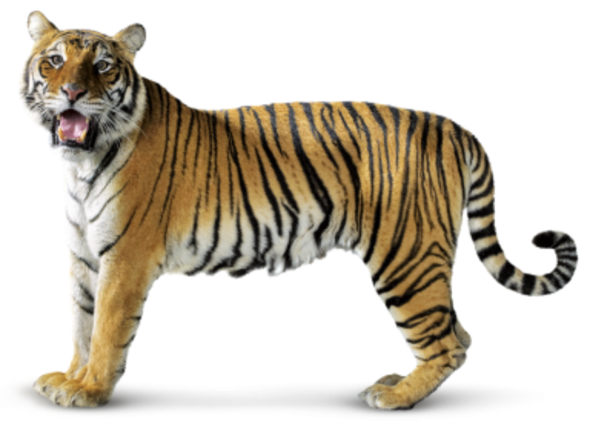 Detail Tiger Png Images Nomer 47