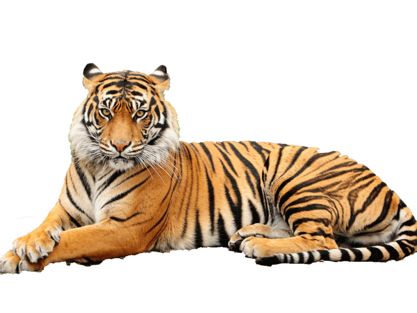 Detail Tiger Png Images Nomer 6