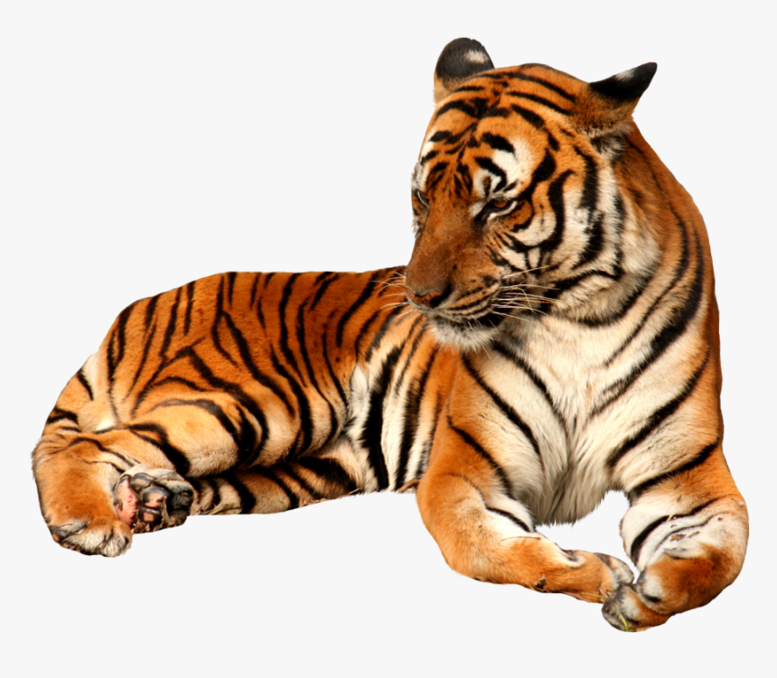 Tiger Transparent - KibrisPDR