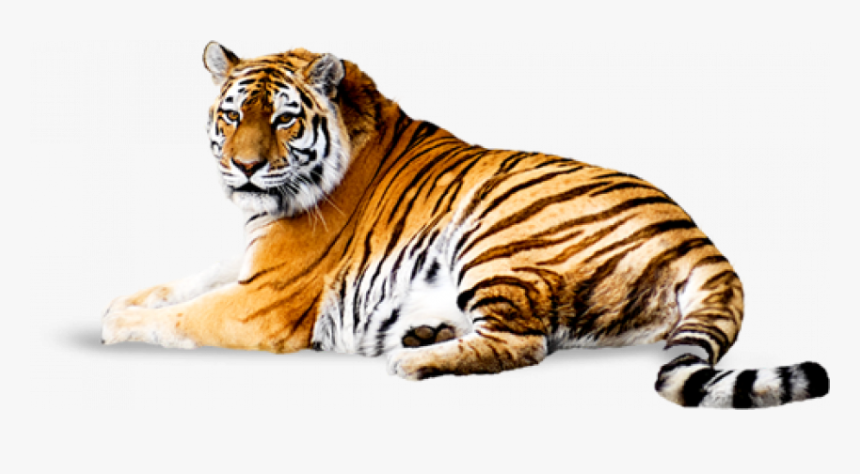 Detail Tiger Transparent Nomer 13