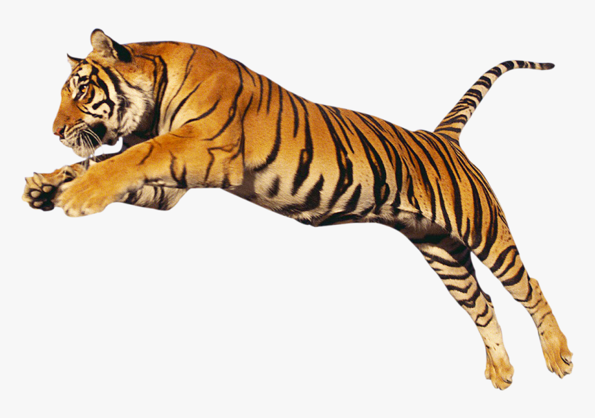 Detail Tiger Transparent Nomer 2