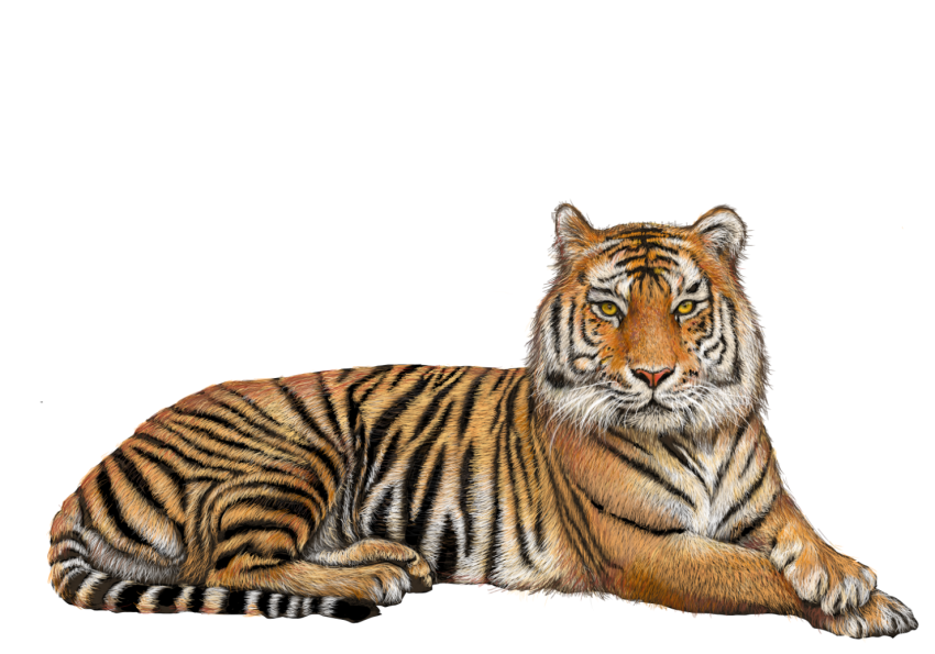 Detail Tiger Transparent Nomer 18