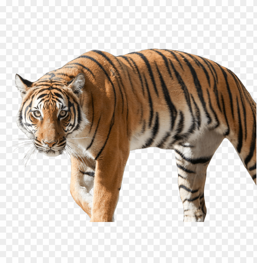 Detail Tiger Transparent Nomer 19
