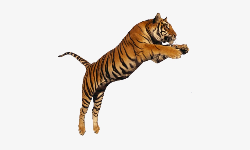 Detail Tiger Transparent Nomer 21