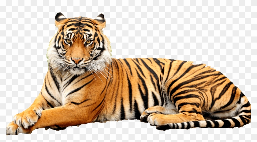 Detail Tiger Transparent Nomer 3