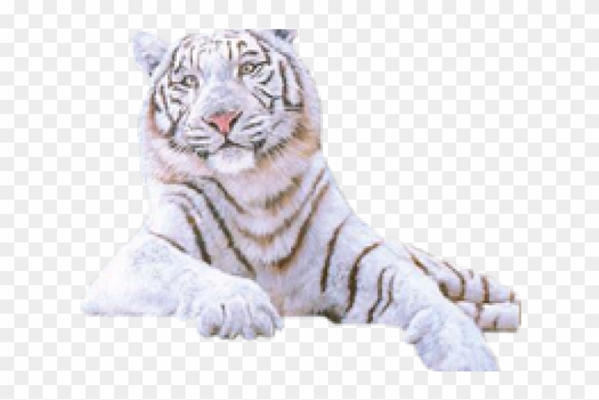 Detail Tiger Transparent Nomer 23