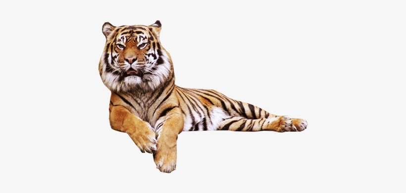 Detail Tiger Transparent Nomer 24