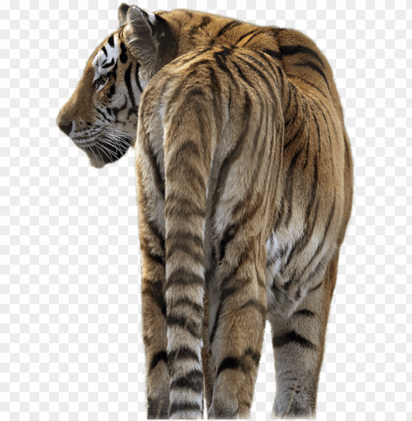 Detail Tiger Transparent Nomer 25