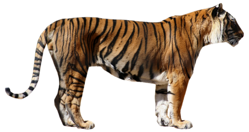 Detail Tiger Transparent Nomer 26