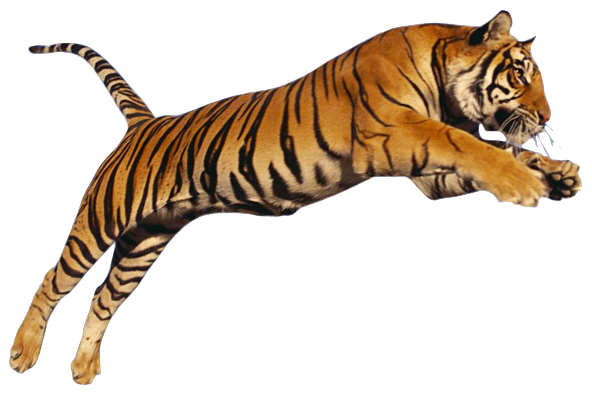 Detail Tiger Transparent Nomer 27