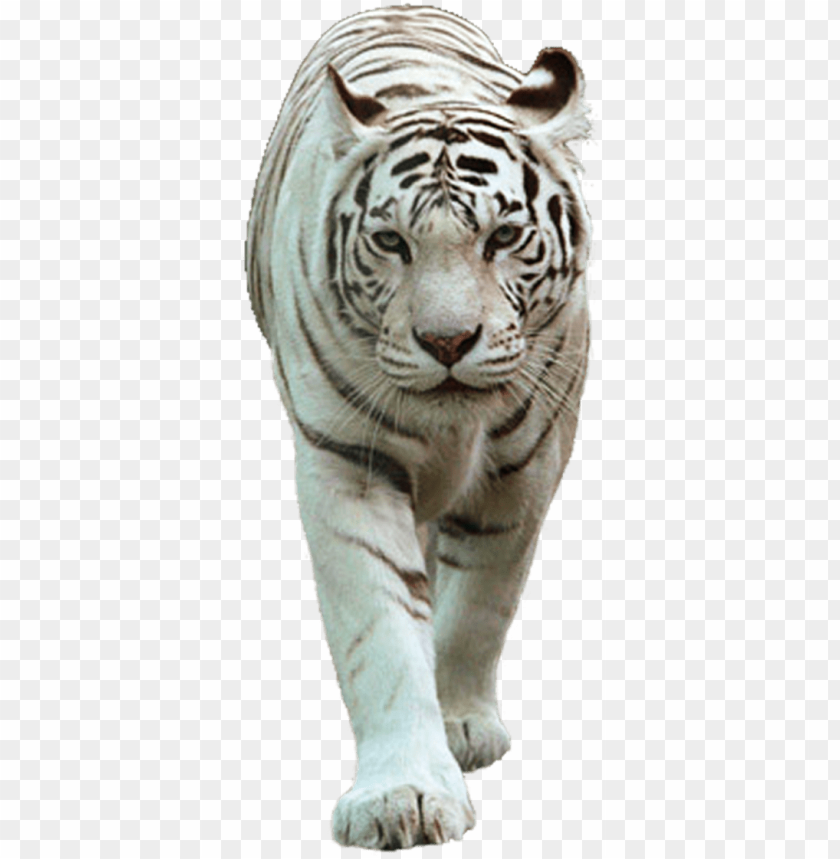 Detail Tiger Transparent Nomer 28